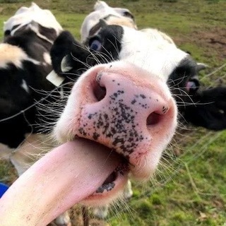 Логотип телеграм канала @korovalov — не коровы🐄🐄🚫🚫