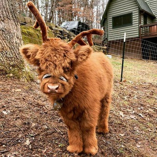 Логотип телеграм канала @korovkii — Коровки мои коровки