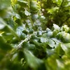 Логотип телеграм канала @korzhik_jungles — 🌿Комнатные джунгли🌿