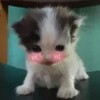 Логотип телеграм канала @koshachi_rai_meow — 🐈‍⬛Просто_мило🐾