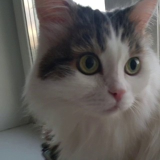 Логотип телеграм канала @koshedravia — 🐈 KOSHEDRAVIA 🐈