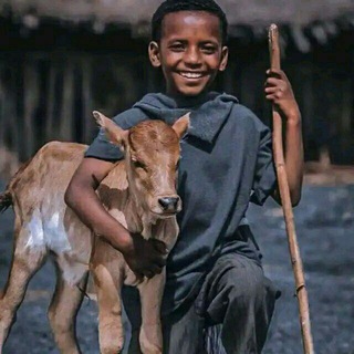 የቴሌግራም ቻናል አርማ koshetaa — 📣 ኮሽታ 📢