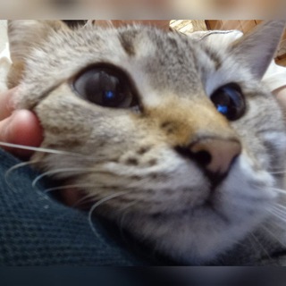 Логотип телеграм канала @koshka_busa — Кошка_Буся🐈