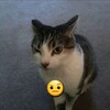 Логотип телеграм канала @koshka420 — Кошька 🐈‍⬛️