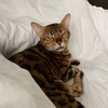 Логотип телеграм канала @koshka_meme — кошька