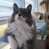 Логотип телеграм канала @koshkaaloshka — Вас слышно