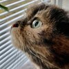 Логотип телеграм канала @koshkabusa — Кошка.ru