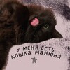 Логотип телеграм канала @koshkamanynya — у меня есть кошка манюня