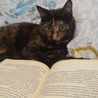 Логотип телеграм канала @koshkasknigoy — Кошка с книжкой