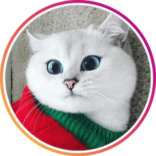 Логотип телеграм канала @koshki1 — Кошки | Котики 🐈