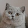 Логотип телеграм канала @koshkibr — Британские кошки