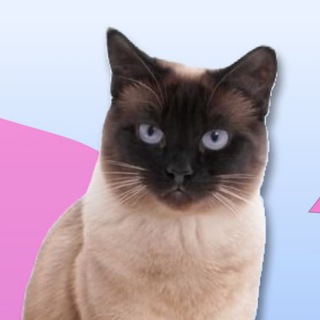 Логотип телеграм канала @koshkin_cat — Кошкин КОТ