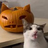 Логотип телеграм канала @koshkovoe — Кошковое