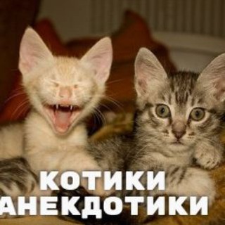 Логотип телеграм канала @kot_anekdott — Котики-Анекдотики
