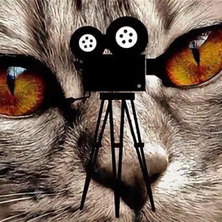 Логотип телеграм канала @kot_kinovod — Кот Киновод