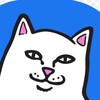 Логотип телеграм канала @kot0ch — КотОчек