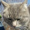 Логотип телеграм канала @kot_oleg_hist — Кот Олег