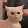 Логотип телеграм канала @kot_otradnoe — Кот по имени Саня 🐱