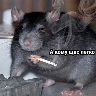 Логотип телеграм канала @kotabarabaka — БАРАБАКА