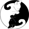 Логотип телеграм канала @kotalike — Котолайк