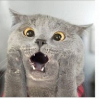 Логотип телеграм канала @kotanidzen — Котан