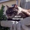 Логотип телеграм канала @kotapochitay — кота почитай 🐈‍⬛ книжный блог