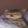 Логотип телеграм канала @kotdakot — КотДаКот