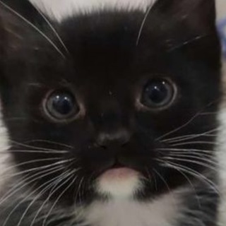 Логотип телеграм канала @kote_anekdote — Анекдоты и морды котов