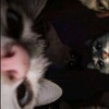 Логотип телеграм канала @kote_myyyr — 🤍Н̷е̷н̷у̷ж̷н̷ы̷й̷ м̷у̷з̷ы̷к̷а̷н̷т̷🖤