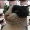 Логотип телеграм канала @koteasstock — Кошак