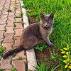 Логотип телеграм канала @kotee4kikofe — Котики и Кофи🇷🇺
