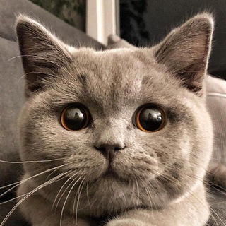 Логотип телеграм канала @koteechkin — Котейкин вайб