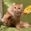 Логотип телеграм канала @koteikindomufa — ღ Котейкин дом ღ г.Уфа