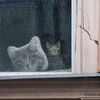 Логотип телеграм канала @kotenka_v_okne — Котенька-в-окне