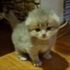 Логотип телеграм канала @kotenkindom — уголок котёнка