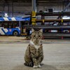 Логотип телеграм канала @koteykanews — KoTeyka * News/Transport