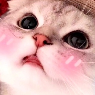 Логотип телеграм канала @koteyki_tgk — Котики
