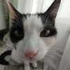 Логотип телеграм канала @kotfelixblog — Котяра Феликс