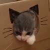 Логотип телеграм канала @koti_check — поставка котичей