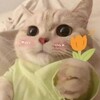 Логотип телеграм канала @koti_nok11 — Кукусики