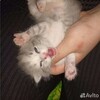 Логотип телеграм канала @kotiavito — бесплатные котики с авито