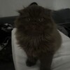 Логотип телеграм канала @koticvladik — владик