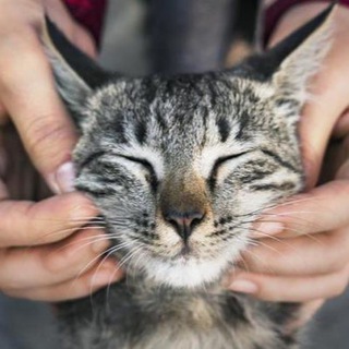 Логотип телеграм канала @kotik_cat — котики / cats / gatti