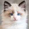 Логотип телеграм канала @kotik_ee — Коты, котята и котики