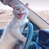 Логотип телеграм канала @kotik_na_devyatke — Котик на девятке