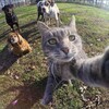 Логотип телеграм канала @kotikbotikk — котик ботик