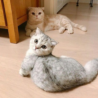 Логотип телеграм канала @kotiki_koteyki — Котики котейки