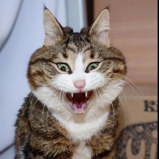 Логотип телеграм канала @kotiki_top28 — Котики|Собакены|Звериная мафия|Юмор и шутки