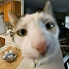 Логотип телеграм канала @kotiki2003 — котики