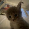 Логотип телеграм канала @kotiki202490 — Котеки😼